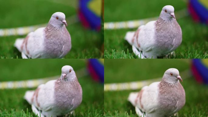 美丽的灰色训练有素的鸽子在绿色的草坪上。