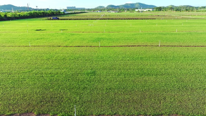 农场草地 草坪维护 铲草坪