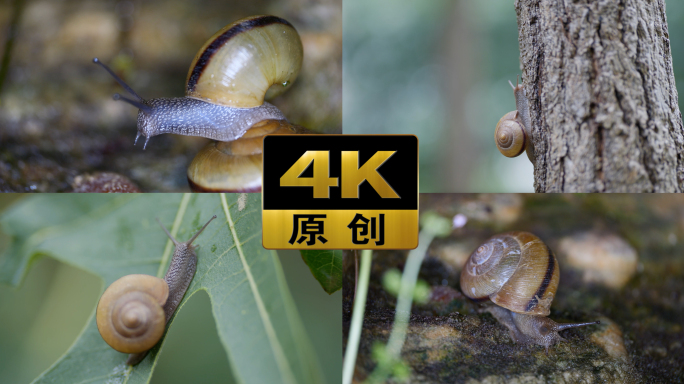 【4K】蜗牛爬行自然生态