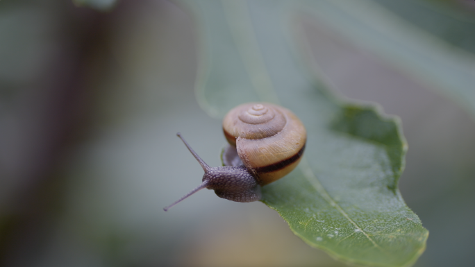 【4K】蜗牛爬行自然生态