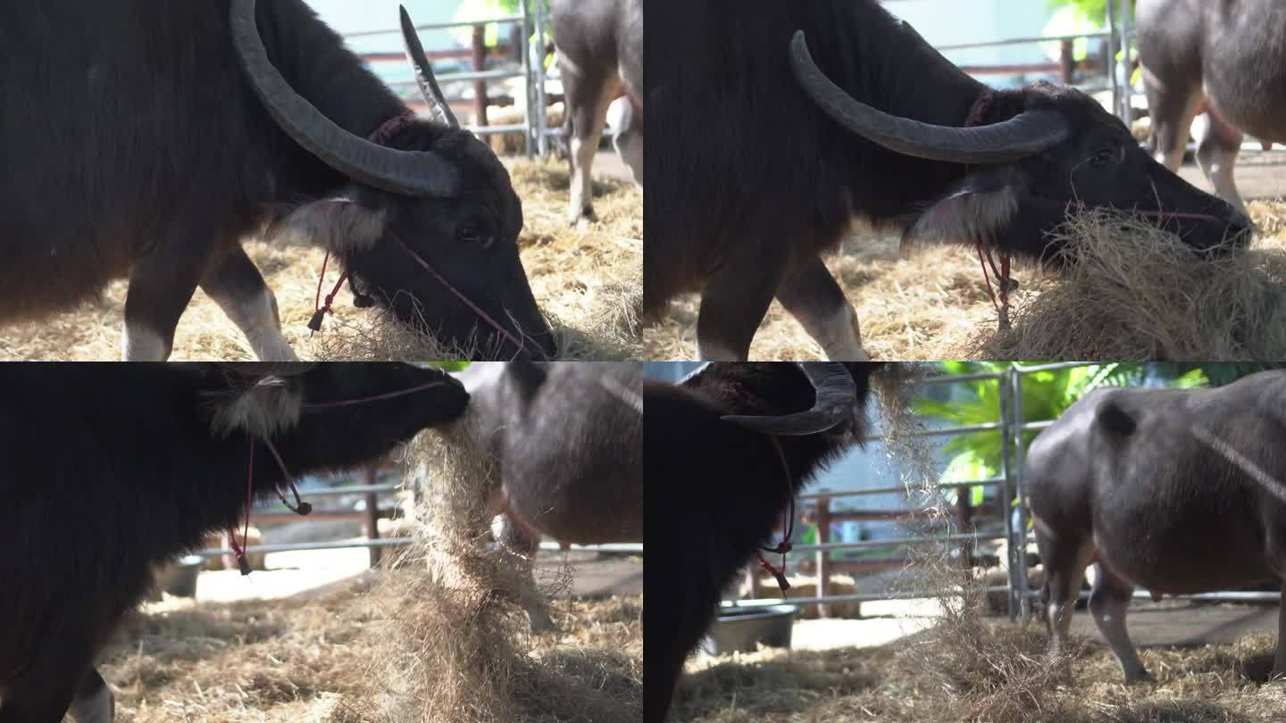 水牛猛吃干草的特写镜头的农场牛的生活