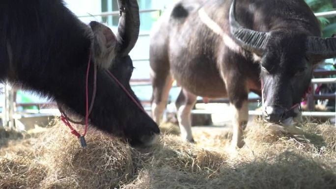 在东南亚的农场牛棚里，两只水牛正在吃干草