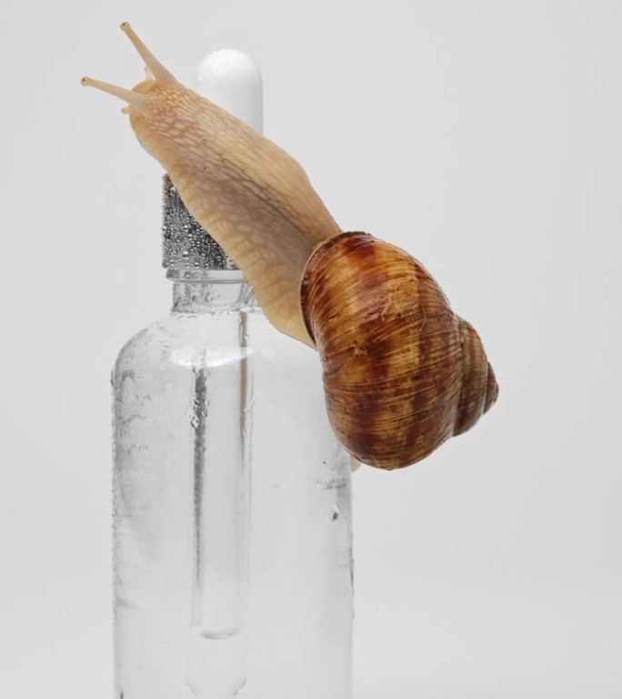 垂直拍摄一只蜗牛爬过一瓶血清，浅灰色背景，近距离拍摄。