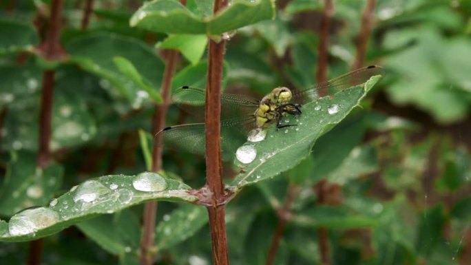 一只美丽的黄色蜻蜓坐在金银花的树枝上，在雨中飞走了