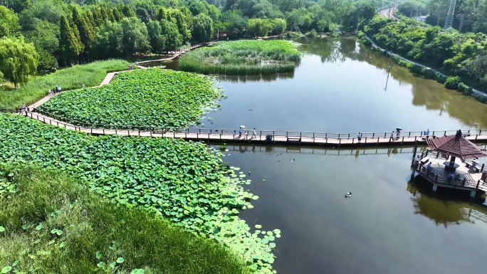 湿地公园 池塘 荷花