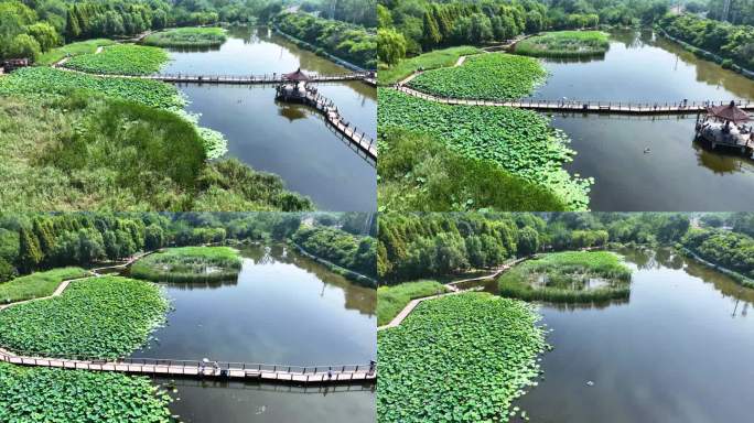 湿地公园 池塘 荷花