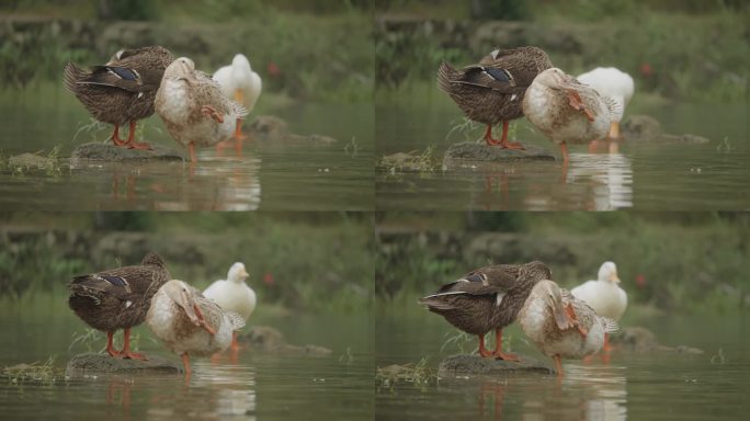 水中鸭子禽类