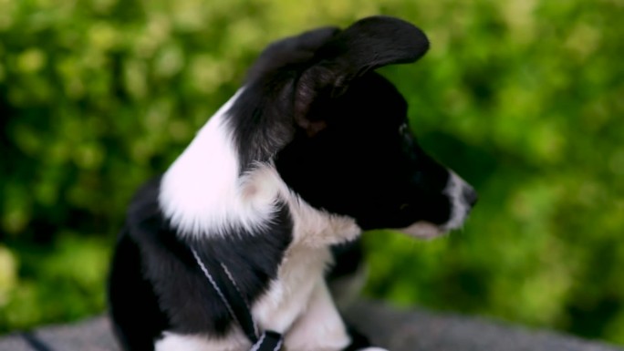 可爱，有趣的黑白狗在公园里环顾四周。近景，小狗的肖像