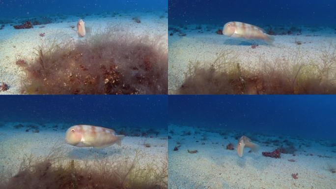 珍珠般的剃刀鱼在深沙海底-深海水下的场景