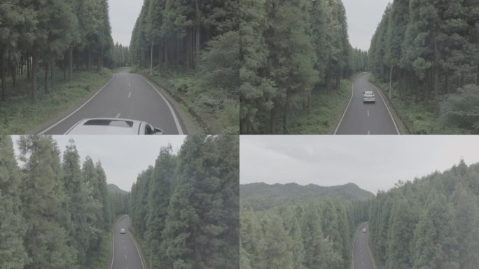 汽车行驶在树林里汽车树林公路
