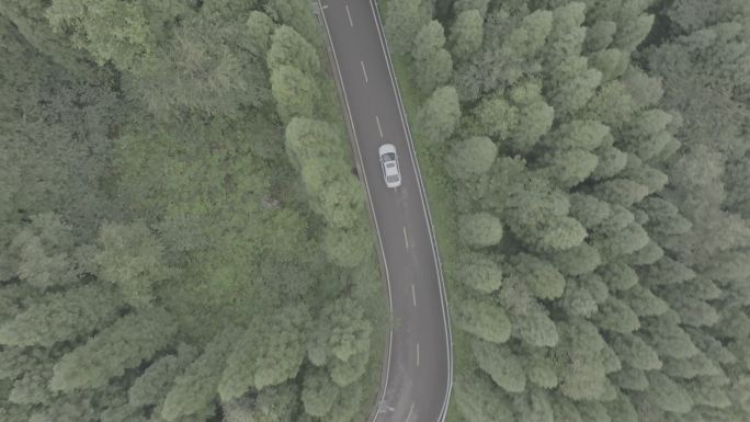 汽车行驶在树林里汽车树林公路