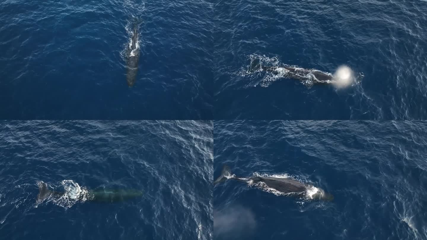 野生鲸鱼