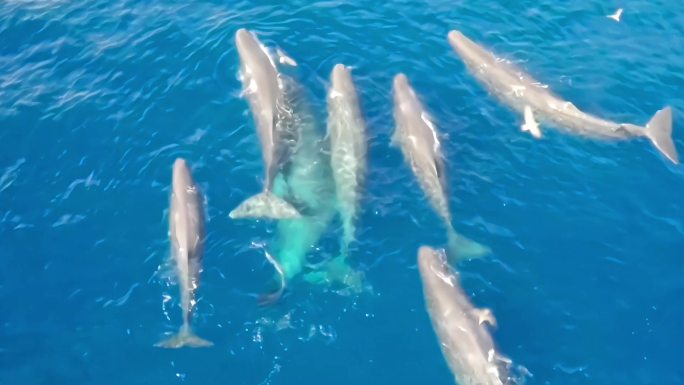 航拍海豚群游