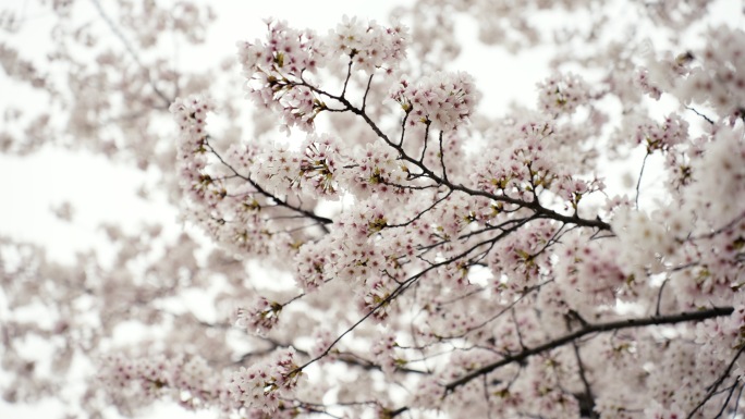 樱花樱花树外滩附近樱花树杆上海