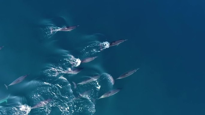 海豚在水边。大海景色动物游泳