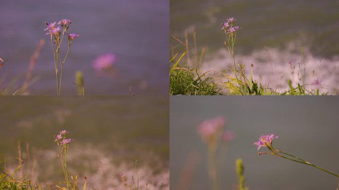 山崖 野花  大海