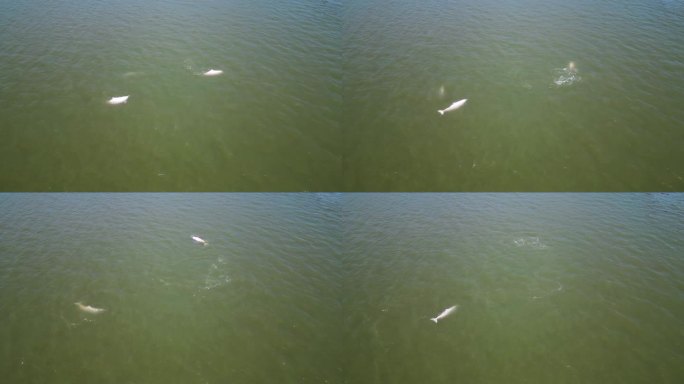 航拍白海豚