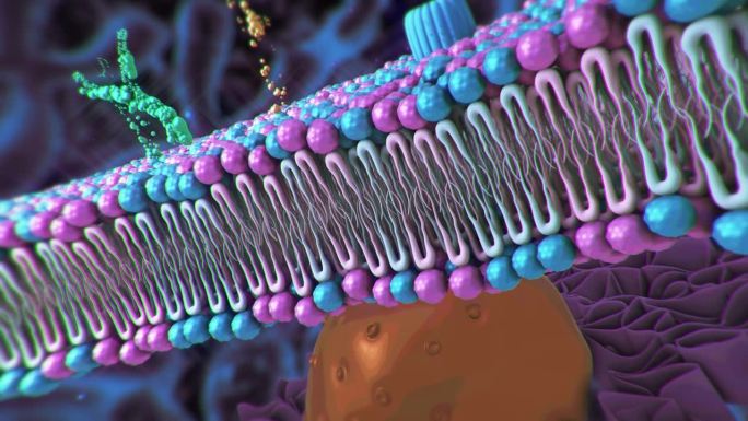 细胞膜细胞生物微生物单细胞细胞分裂