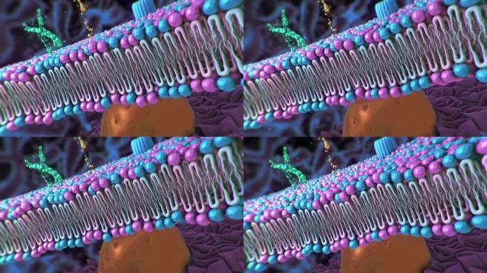 细胞膜细胞生物微生物单细胞细胞分裂