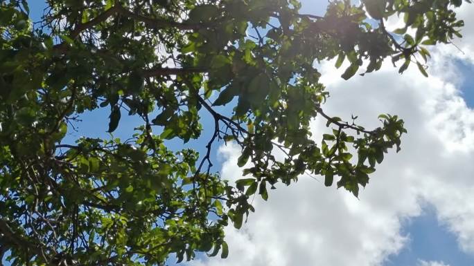夏日绿树叶穿过太阳逆光唯美绿树白云