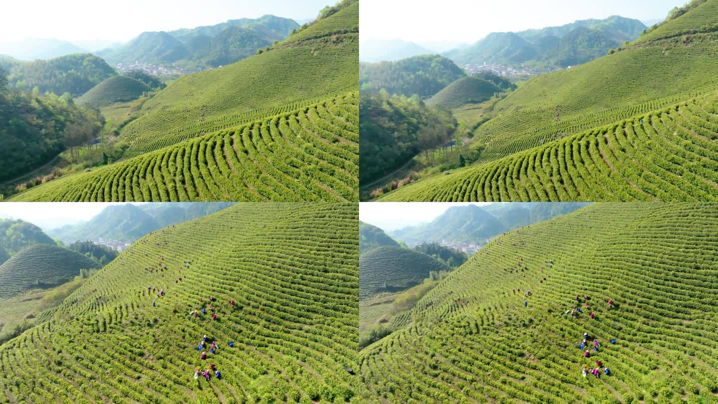 清明茶叶山茶农采茶