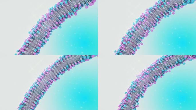 细胞膜结构三维模型氨基酸葡萄糖