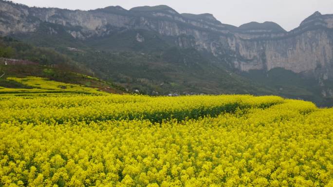 春天大山绝壁油菜花花海花朵美景景色