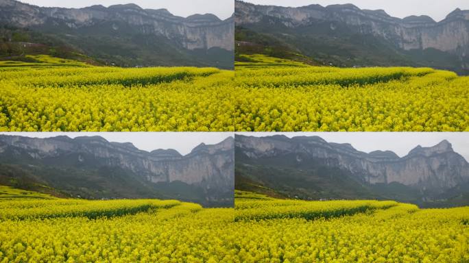 春天大山绝壁油菜花花海花朵美景景色