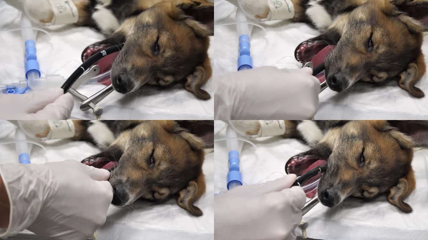 一只生病的小狗接受胃镜检查，检查它的胃和肠道。在手术室麻醉下，狗接受胃肠道胃镜检查。