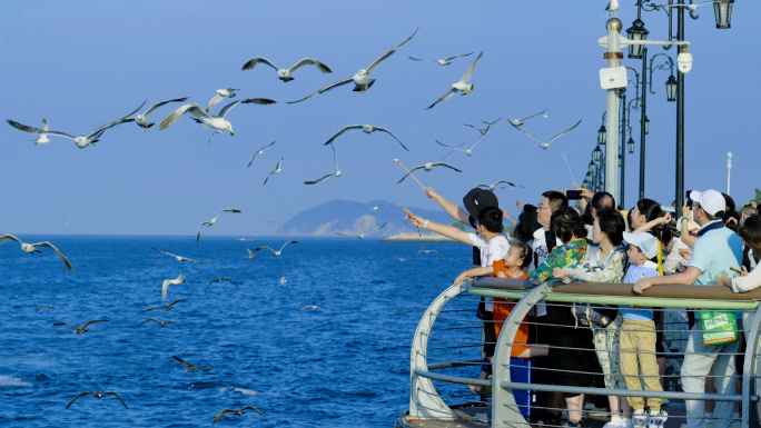 海边喂海鸥大海蓝天拍照海边悠闲拍照打卡