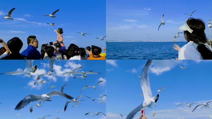 海边喂海鸥大海蓝天拍照海边悠闲拍照打卡