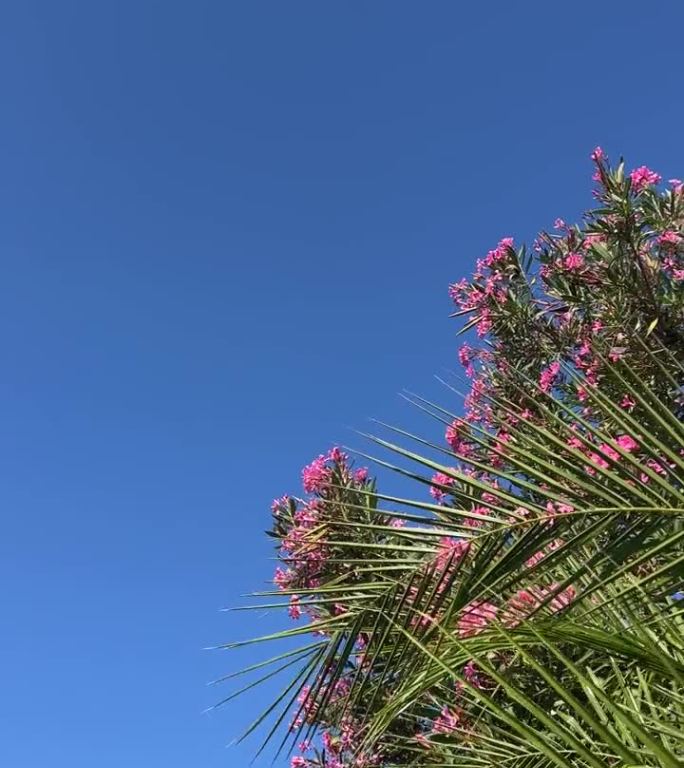 棕叶和粉红夹竹桃花映蓝天，垂直视频。