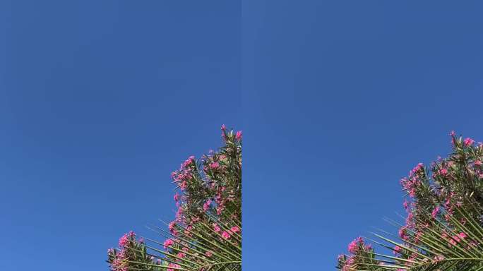 棕叶和粉红夹竹桃花映蓝天，垂直视频。