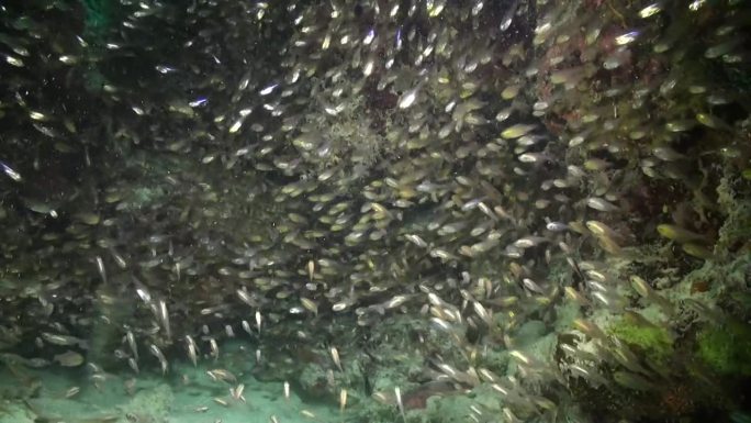 一群玻璃鱼在马尔代夫深处无缝协调地移动。