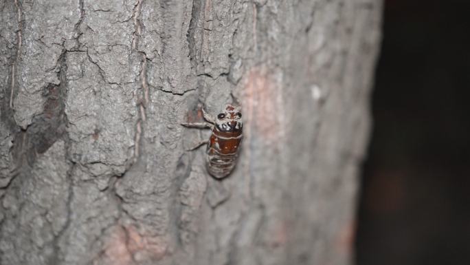 蝉的幼虫在树上爬行