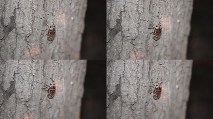蝉的幼虫在树上爬行