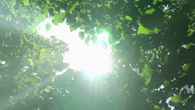 阳光穿过树叶丁达尔效应