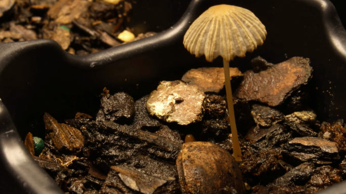 蘑菇菌类菌菇生长延时