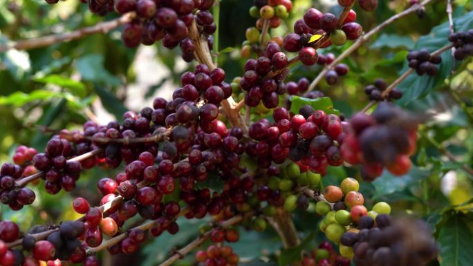 咖啡豆种植基地咖啡果采摘晾晒烘焙小粒咖啡