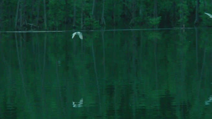 白鹭从湖面上飞过