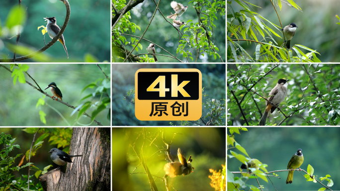 鸟森林阳光生态自然