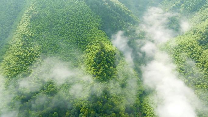 竹林晨雾山