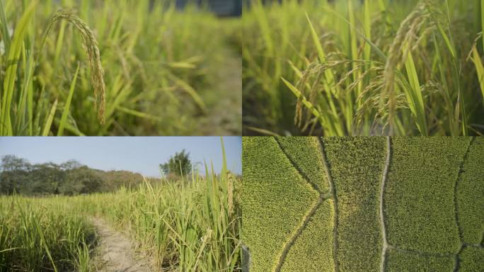 农业稻田、水稻素材