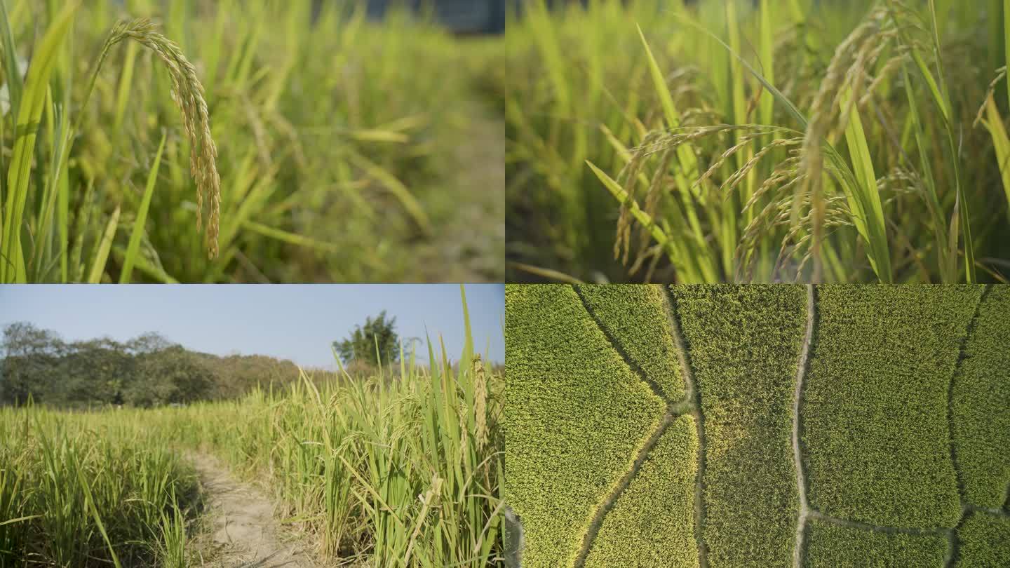 农业稻田、水稻素材
