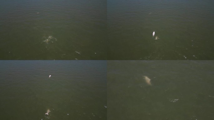 航拍白海豚