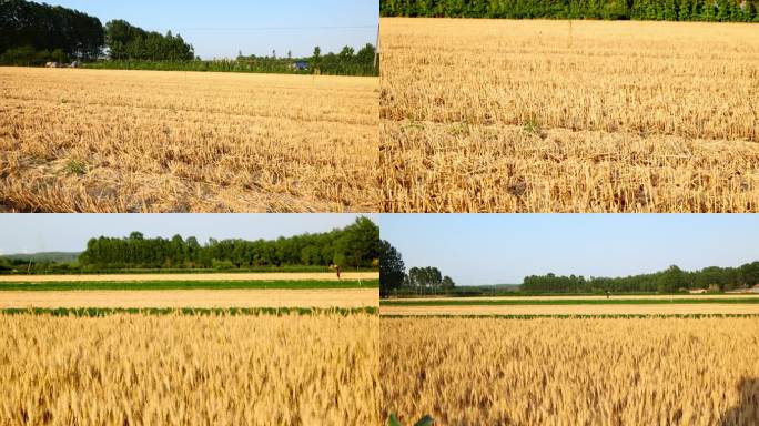 小麦丰收 山东青岛小麦产区 唯美麦收