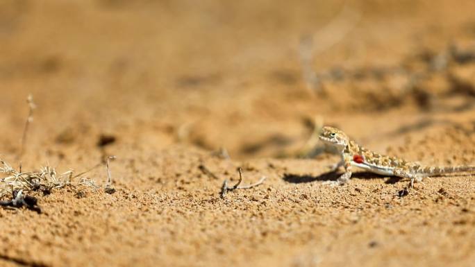 戈壁沙漠中灵动的蜥蜴