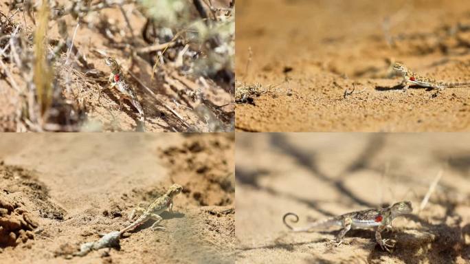 戈壁沙漠中灵动的蜥蜴