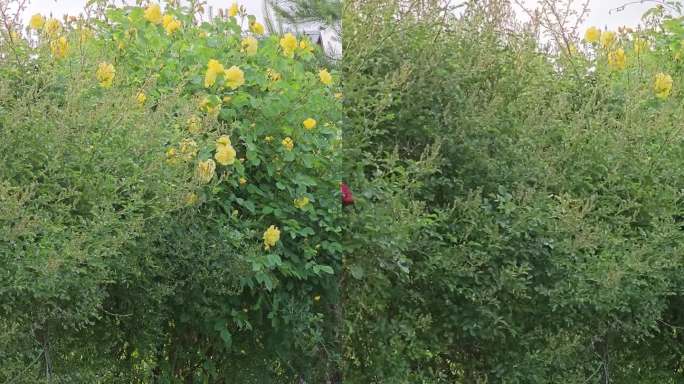 在一个炎热的夏日，花园里红色和黄色的攀援玫瑰的花蕾，灰色女士。这棵灌木的树龄大约是15年。