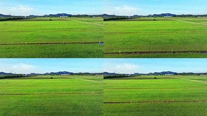 农场草地 草坪维护 铲草坪